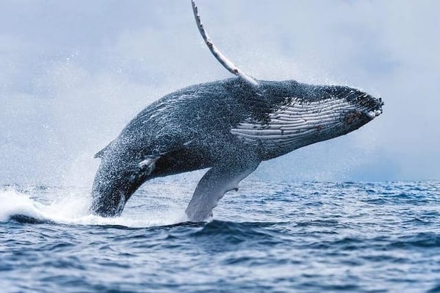 Whale Watching Boat Trip in Hermanus - Photo 1 of 8